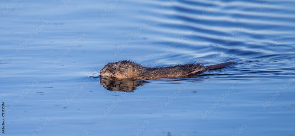 Fototapeta premium Muskrat swimming