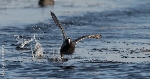 American coot taking off photo