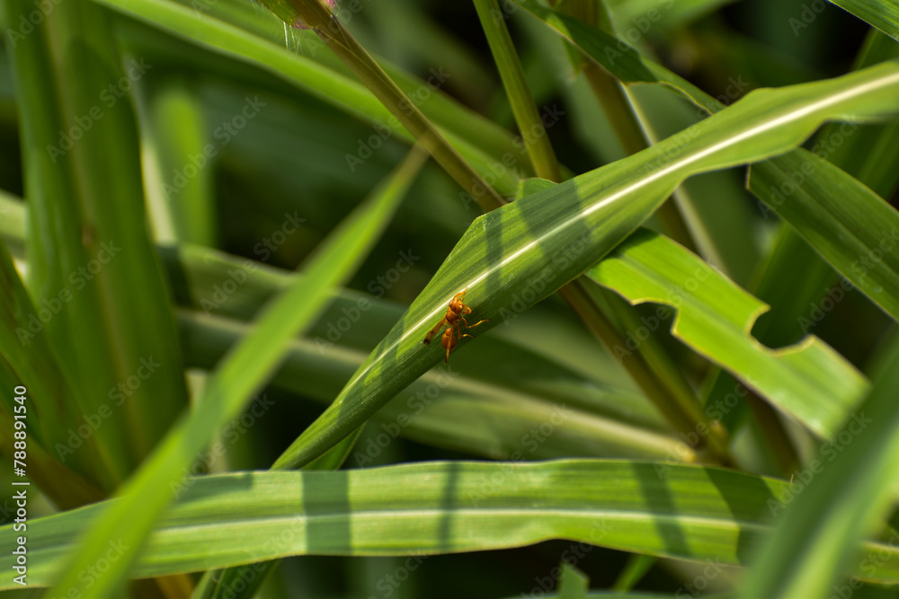 green grasshopper on a leaf green grasshopper on a leaf