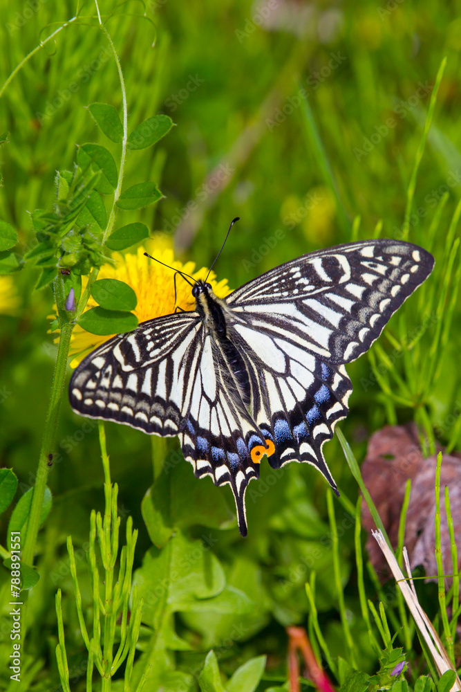Fototapeta premium タンポポの花の蜜を吸うナミアゲハ