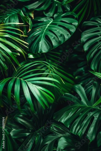 A closeup of leaves creates an atmosphere of mystery and intrigue in a dark green palm tree forest.