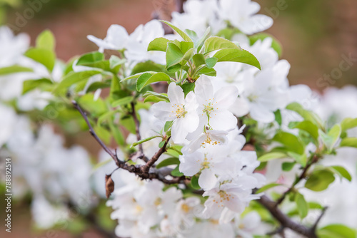 Crabapple flowers in full bloom. Malus prunifolia photo