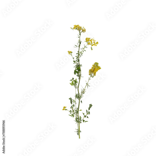 flowers isolated on white background