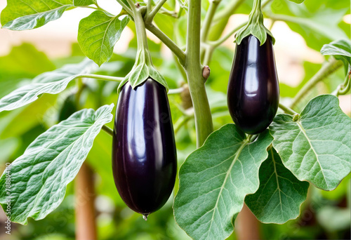 Organically Grown Greenhouse eggplants