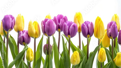 Celebrate Mother s Day with stunning purple and yellow tulips against a crisp white backdrop creating a vibrant spring scene