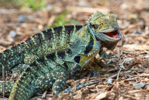 Australian Water Dragons fighting over food and territory.