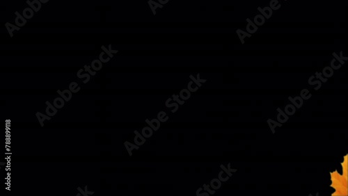 Autumn Leaves Transition. Yellow maple leaves falling diagonally with alpha channel.