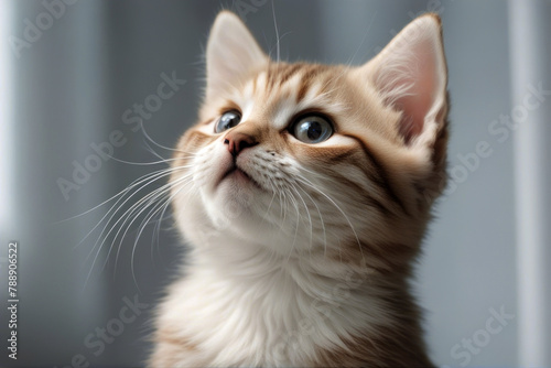 isolated kitten white funny up looking background playful paw charming adorable young active animal leg pedigree short-haired hind domestic jumping lovable small