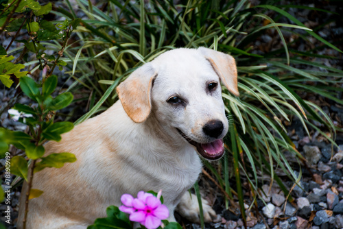A brown puppy, cute dog smiling, mixed Labrador