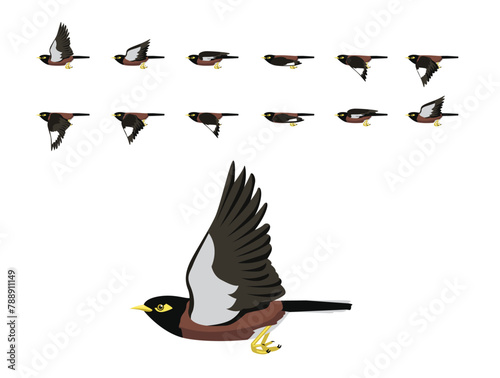 Bird Animation Common Myna Flying Cute Cartoon Vector Illustration © bullet_chained