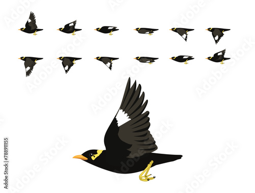 Bird Animation Hill Myna Gracula Flying Cute Cartoon Vector Illustration