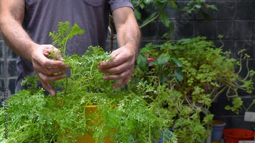 Male hands taking care of Pilea microphylla or Angeloweed plant at home. Copy space. photo