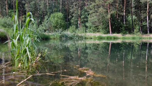Video of Altai forest river and pine forest on the background. photo