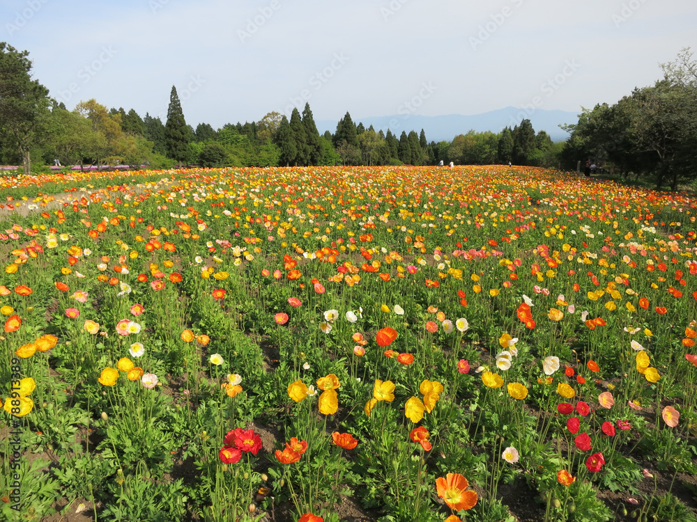 Beautiful colorful poppy flowers field in bloom in Kyushu nature landscape with forest and mountains in background, Japan