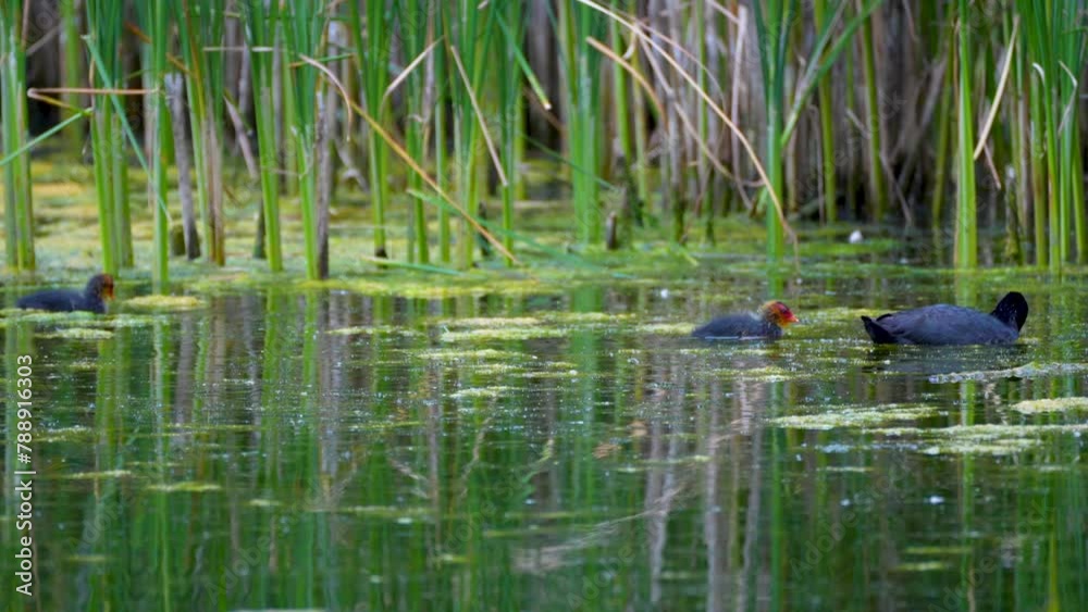 black duck with duckling in the pond black duck with duckling in the pond
