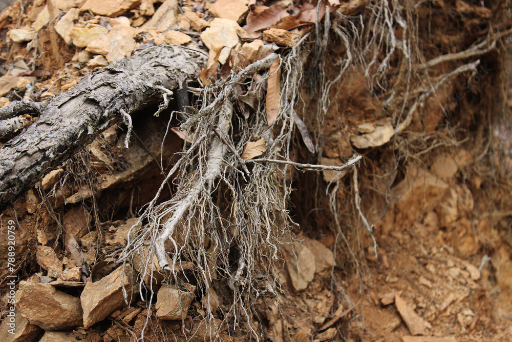 roots of a tree roots of a tree