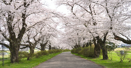 Cherry blossom blooming in spring at Kitakami tenshochi park in Iwate Prefecture, Japan.