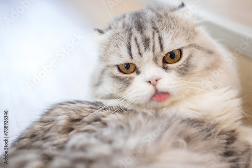 Cute cat lying on wooden floor, concept of pets