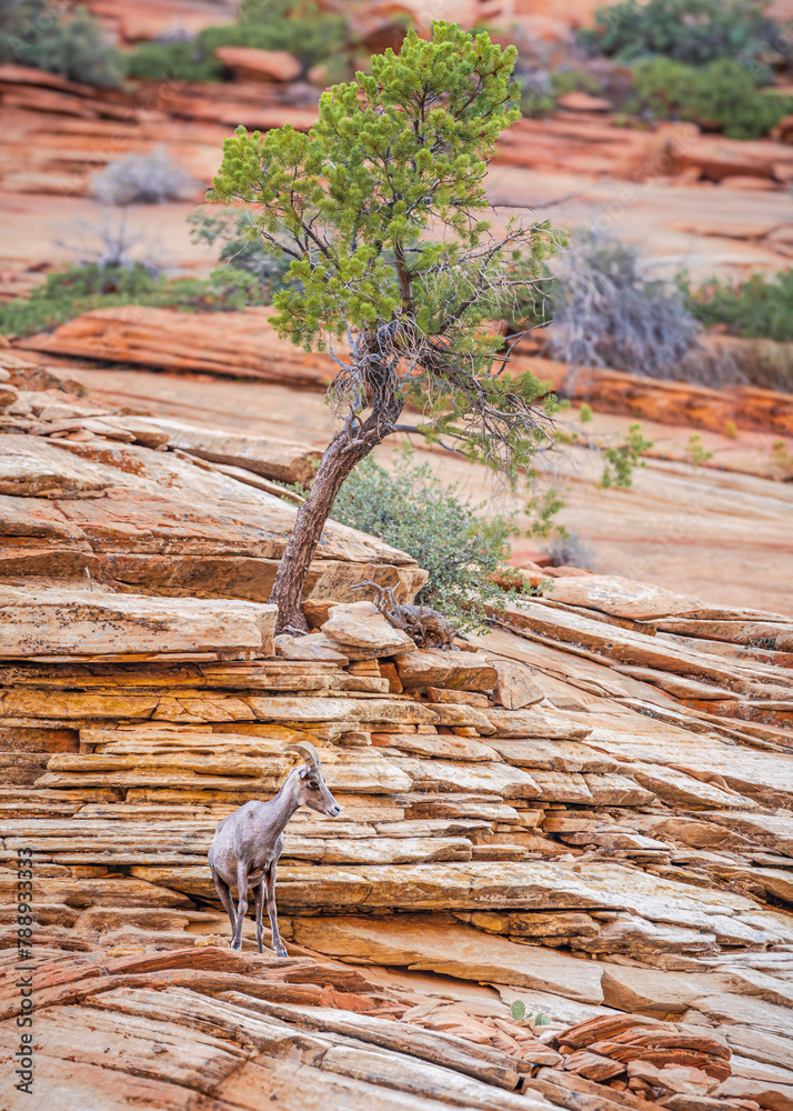 Naklejka premium Mountain Goat over Zion