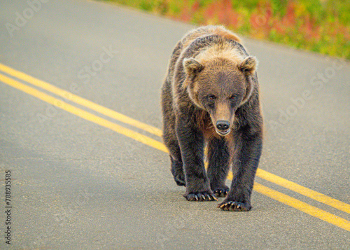 Принти на полотні Bear Stroll