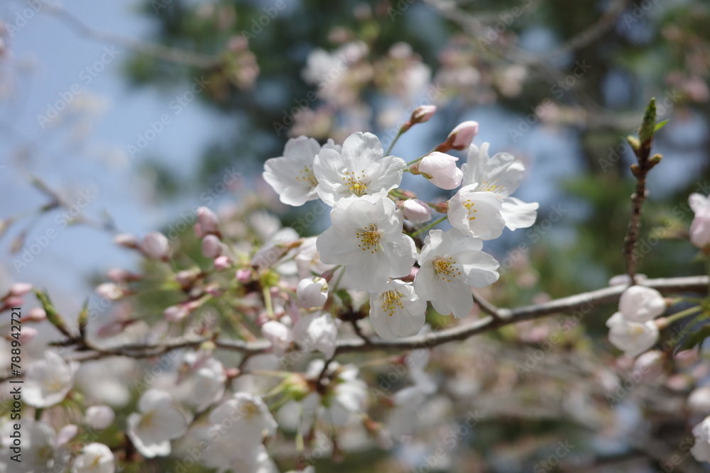 Tokyo, Japan - April 02, 2024 : Travelling to Japan is so amazing and love the city Tokyo, Japan - April 02, 2024 : Travelling to Japan is so amazing and love the city