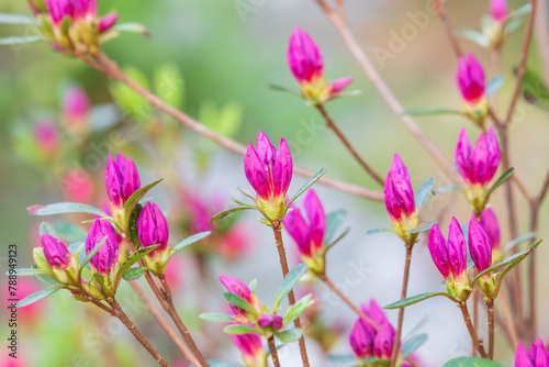 Korean azalea buds seen in spring. False rosebay, Rhododendron yedoense, poukhanense photo