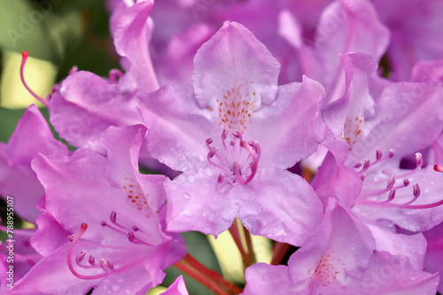 Pink Rhododendron flower petals. Floral background