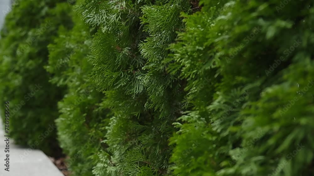 Close up shot of green thujas.