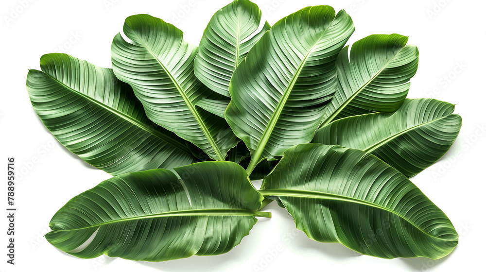 Obraz premium Beautiful Green leaves of banana leaves plants isolated on white background.