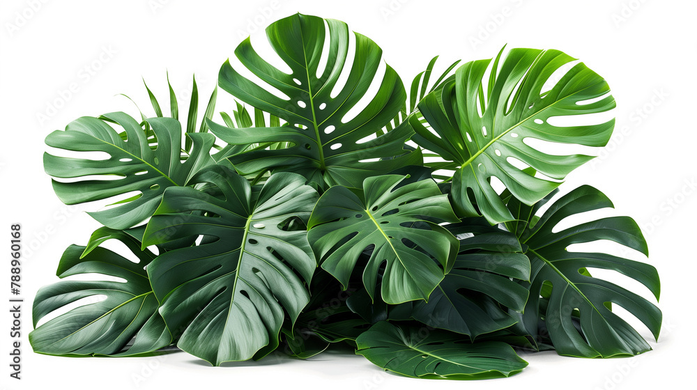 Beautiful Green leaves of tropical leaves plants isolated on white background.