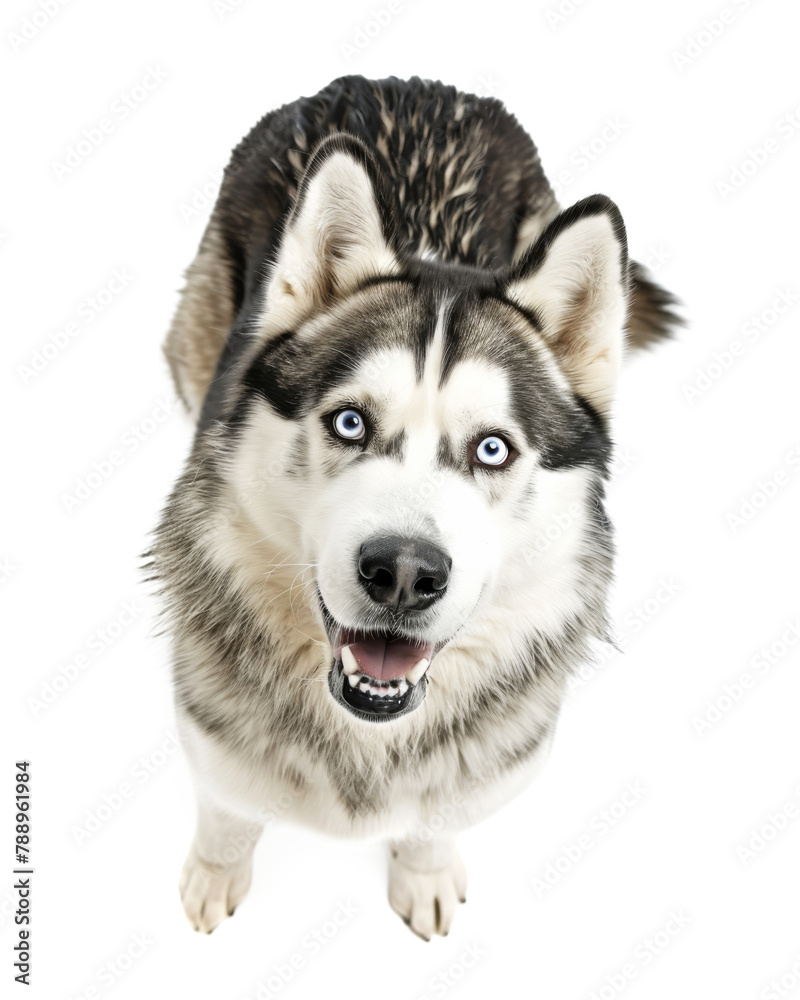 Alaskan malamute dog top view isolated on transparent background