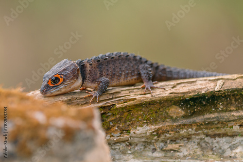 Red-Eyed Crocodile Skink (Tribolonotus gracilis), animal closeup