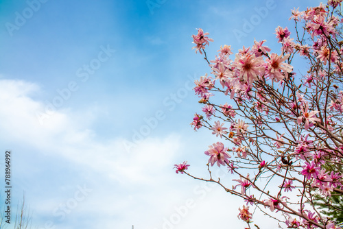 Blooming magnolia in spring against a background of blue sky with clouds. Beautiful buds of pink flowers close-up and flying clouds.