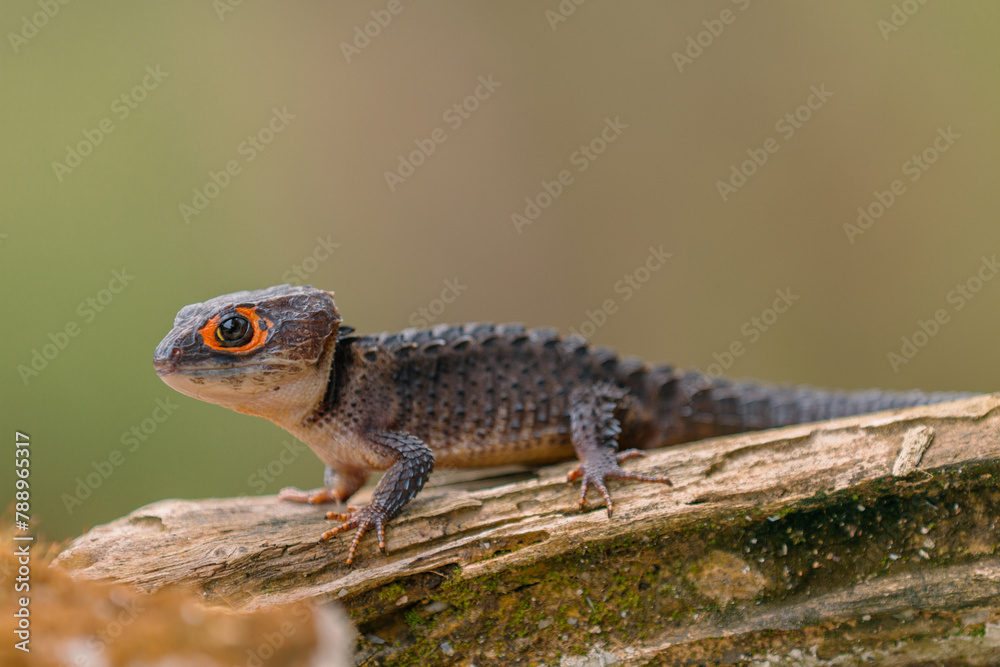 Red-Eyed Crocodile Skink (Tribolonotus gracilis), animal closeup Red-Eyed Crocodile Skink (Tribolonotus gracilis), animal closeup