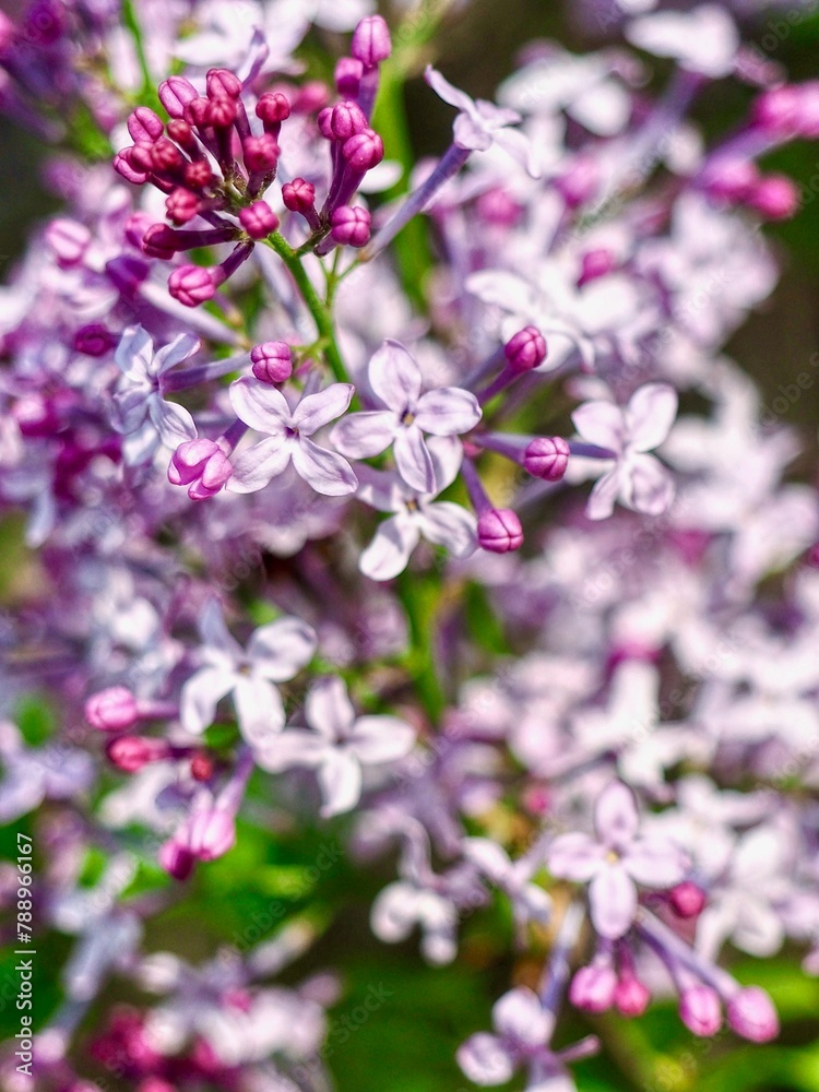 수수꽃다리, 봄꽃, Korean early lilac