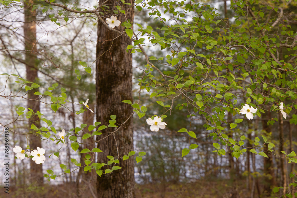 Obraz premium A scenic spring landscape view of blooming dogwood tree flowers in Lake Santeetlah, Nantahala National Forest, North Carolina. 
