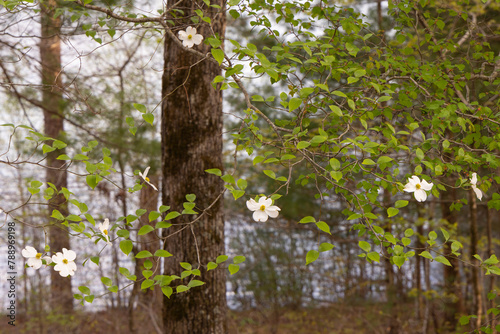 A scenic spring landscape view of blooming dogwood tree flowers in Lake Santeetlah, Nantahala National Forest, North Carolina.  photo