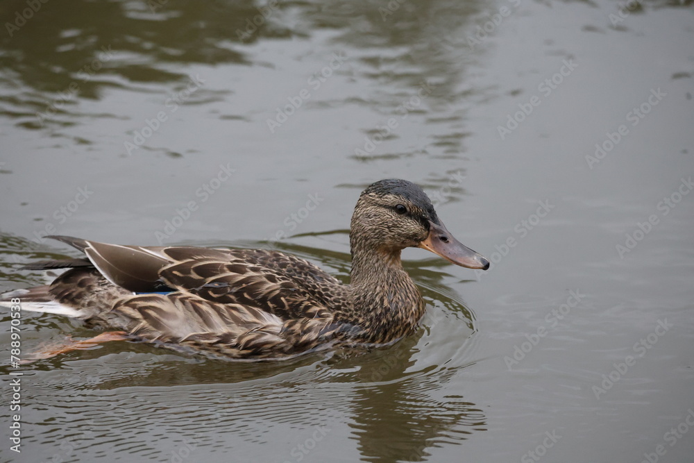 duck swimming in lake duck swimming in lake