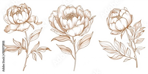 Fototapeta Naklejka Na Ścianę i Meble -  A collection of high-end peony blooms and emblem. Stylish plant designs. Hand-drawn foliage and blossoms. Sophisticated wildflowers for event invites and announcements. Fashionable foliage.