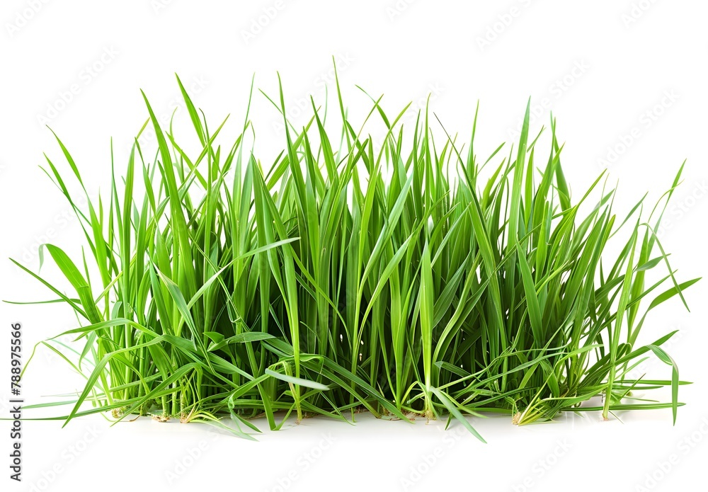 Fototapeta premium Fresh Green Wild Grass Cuttings Isolated on White Background
