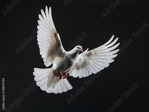 A white dove flying in the air with its wings spread.