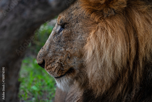 Young male lion in the Okavango Delta, Botswana photo