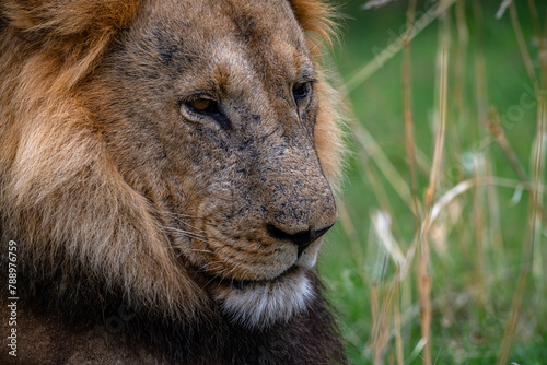 Young male lion in the Okavango Delta, Botswana photo
