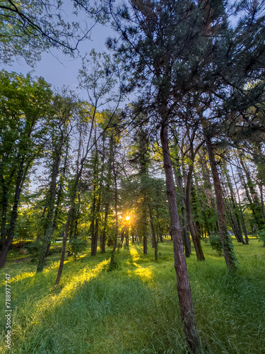 Spring in Bucharest. Beautiful sunset landscape photo in King Michael I Park (former Herastrau Park) after a short rain. Travel to Romania.
