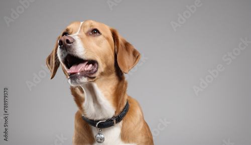 portrait of a dog, ultra detailed © rodrigo