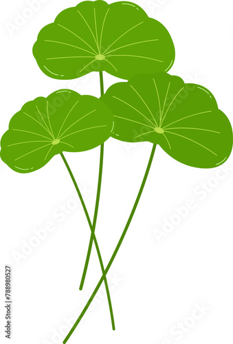 Centella asiatica photo