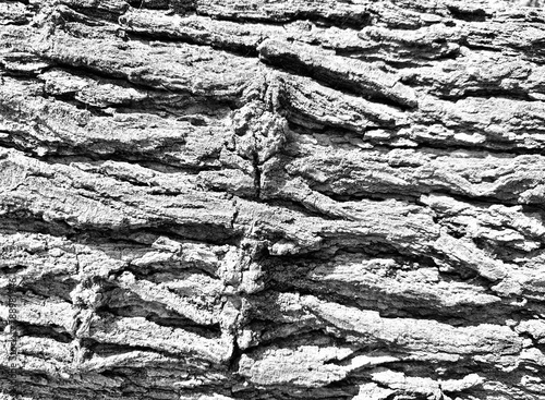 Black and white tree bark texture