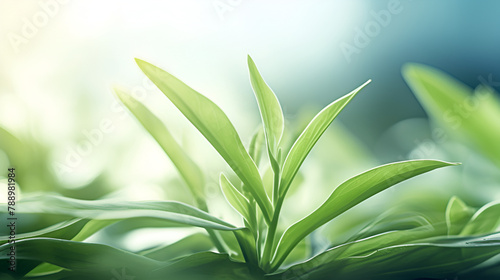 Cannabis leaf wallpaper cannabis leaf isolated Environmental Beauty with blurred background 