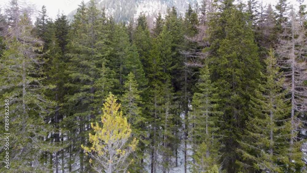 Aerial view of the scenic snow covered woods of the Italian Alps during daytime Aerial view of the scenic snow covered woods of the Italian Alps during daytime