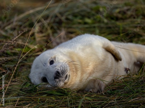 Fototapeta Naklejka Na Ścianę i Meble -  Grey seal pup resting in the grass, Lincolnshire